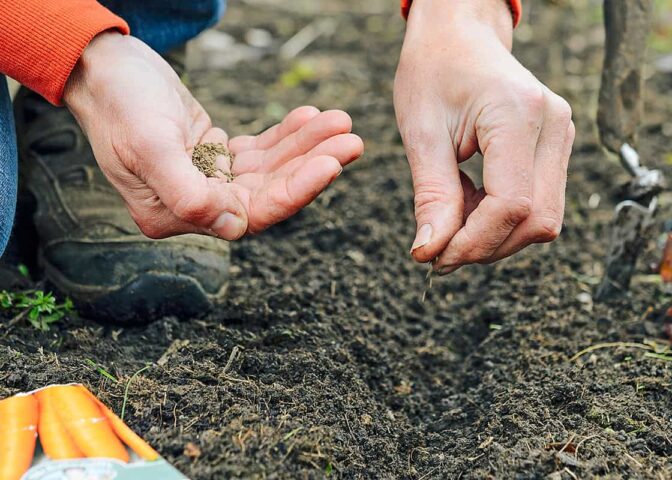 Wortelzaad wordt gezaaid in vollegrond
