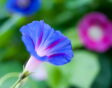dagbloem zaaien