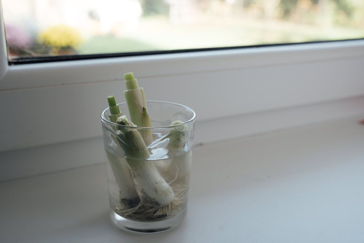 Bosuitjes afgeknipt tot ongeveer 3 cm, in een glas met water op de vensterbank.