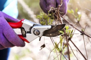 Clematis Tangutica snoeien, groep 3