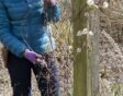 Clematis snoeien groep 3