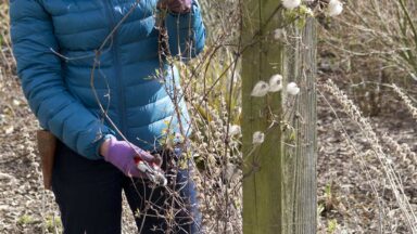 Clematis snoeien groep 3