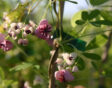 Of je nu zoekt naar plantgoed voor je tuin of gereedschap om je tuin te onderhouden: je vindt het bij Gardeners' World lentekorting!