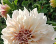 Plant biologische Dahlia 'Café au Lait' van Bloemoloog voor weken vol spectaculaire bloemen.