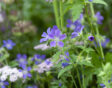 Weet jij de verschillen tussen geranium en pelargonium?