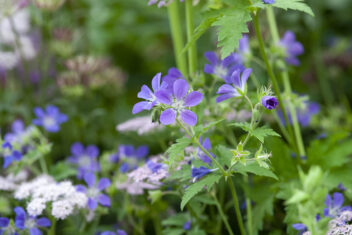 Weet jij de verschillen tussen geranium en pelargonium?