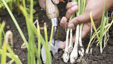 Iemand haalt zelf gekweekte bosui uit de grond met een schepje en hand.