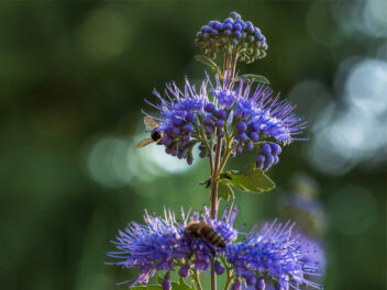 Blauwbaard planten, hoe en wanneer doe je dat het beste?