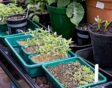 De tuin in maart, week 12 (2024)