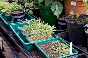 De tuin in maart, week 12 (2024)