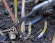 Vaste planten snoeien
