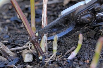 Vaste planten snoeien