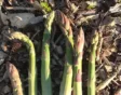 Asperges kweken in eigen moestuin vergt wat geduld, maar dan kun je er jaren van oogsten!