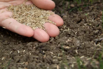 Gras zaaien is een goedkope manier om een afgestemd gazon aan te leggen.