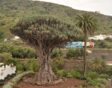 De beroemde drakenbloedboom in Icod op Tenerife zou 1000 jaar oud zijn maar is eerder 400 jaar oud
