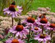 Voeg vaste planten toe aan je tuin voor bestuivers, zoals rode zonnehoed en gele zonnehoed van Natural Bulbs.