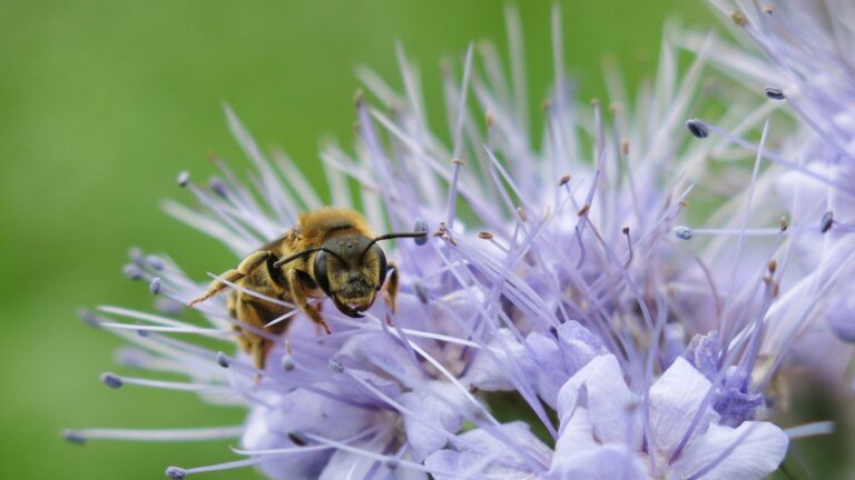 Herken 11 soorten wilde bijen in de tuin (met foto's) - Gardeners World