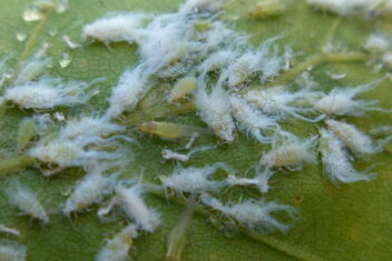 Luis op je beukenhaag? Je kunt hem bestrijden met zijn natuurlijke vijanden.