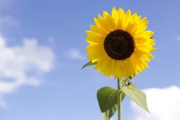Zonnebloem tegen een blauwe lucht.