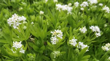 Lievevrouwebedstro is van nature een bosplant