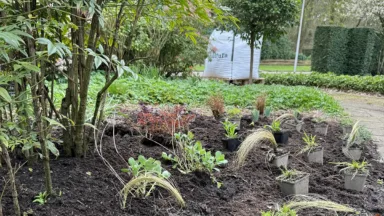 nieuwe tuin beplanten