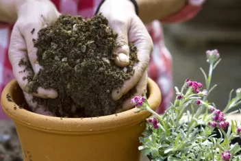 rotsplanten in bloembak planten
