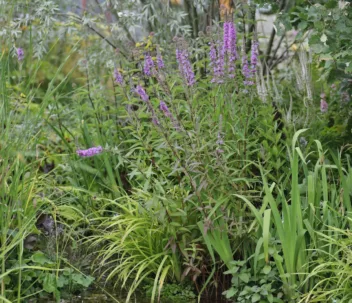 Grote kattenstaart zaait zich goed uit, maar is ook goed in toom te houden.