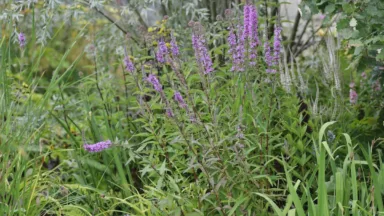Grote kattenstaart zaait zich goed uit, maar is ook goed in toom te houden.