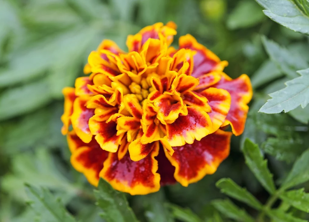 Geel met rode bloem en groen blad.