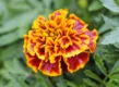 Geel met rode bloem en groen blad.