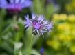 Top-29 planten met paarse bloemen voor je tuin