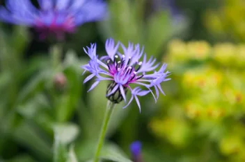 Afbeelding voor Top-29 planten met paarse bloemen voor je tuin