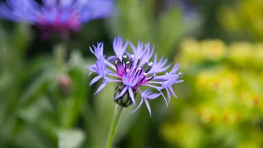 thumbnail voor Top-29 planten met paarse bloemen voor je tuin