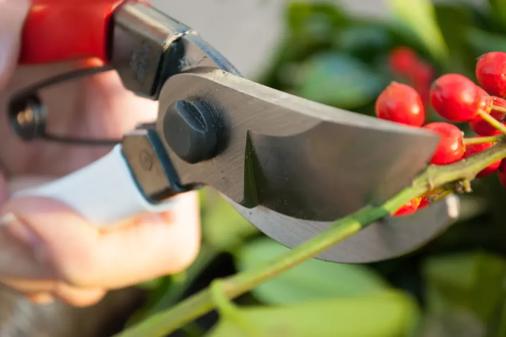 Bestel nu een jaarabonnement Gardeners' World met Okatsune snoeischaar.