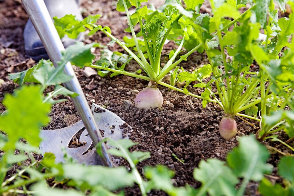 Maak niet de tuinfout om je onkruid op de vrije loop te laten!