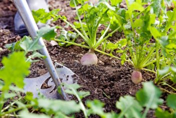 Maak niet de tuinfout om je onkruid op de vrije loop te laten!