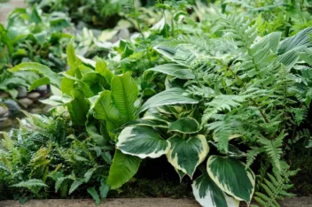 Varens kun je prachtig combineren met andere schaduwplanten