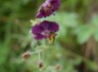 Geranium phaeum