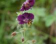 Geranium phaeum