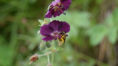 Geranium phaeum
