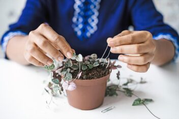 Chinees lantaarnplantje stekken