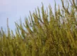 alsemambrosia