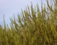 alsemambrosia