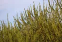 alsemambrosia
