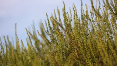 alsemambrosia