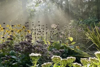 Afbeelding voor Deze vaste planten voor de tuin zijn mooi én natuurvriendelijk