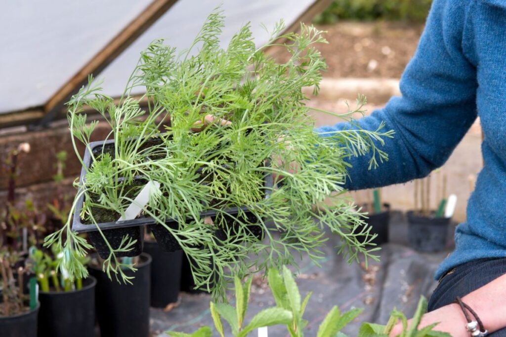 planten afharden rond ijsheiligen, de periode dat vorsgevoelige planten naar buiten mogen