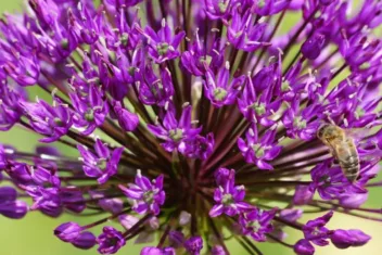 Afbeelding voor Win een waardebon van Natural Bulbs voor dit najaar!