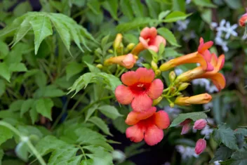 Afbeelding voor Trompetbloem (Campsis): planten, snoeien, vermeerderen en meer