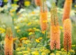 Top 22 planten met oranje bloemen voor in de tuin